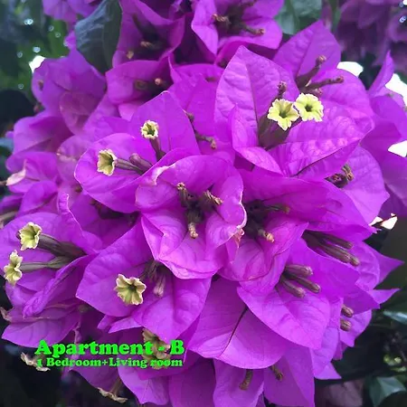 Mi Stari Grad (Hvar)