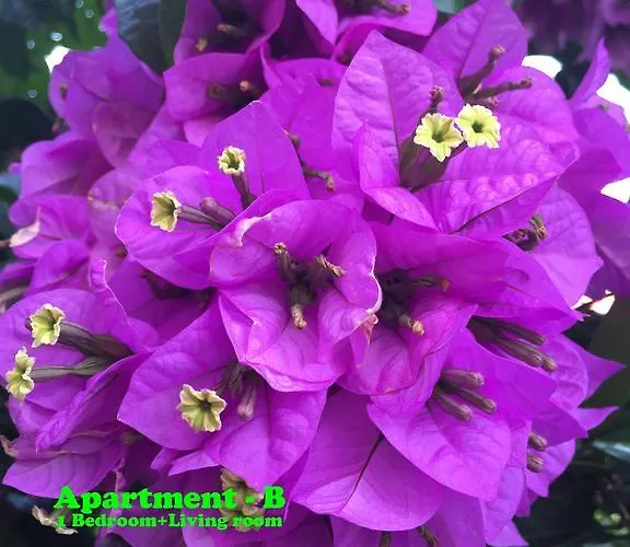 Mi סטארי גראד